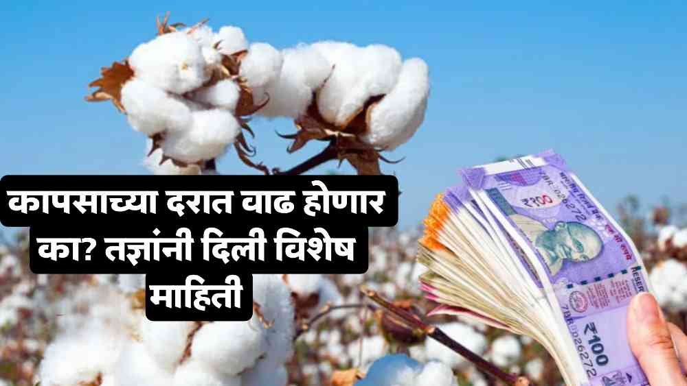 today cotton market